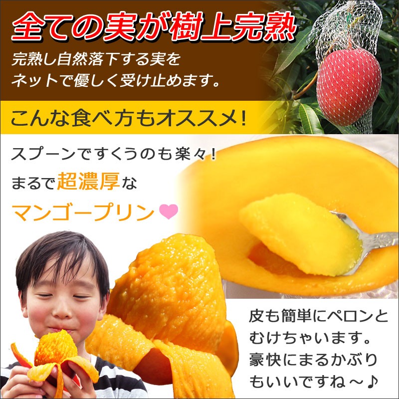 宮崎マンゴー(L)1玉入り果物詰合わせ